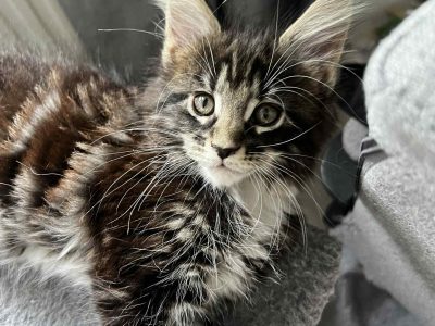 Maine coon kislány foglalható