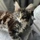 Maine coon kislány foglalható