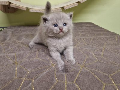Brit rövidszőrű lila színű kis fiú