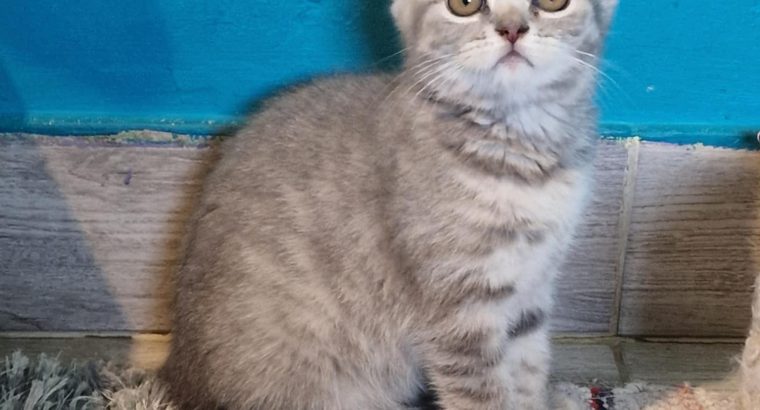 Brit rövidszőrű kis lány