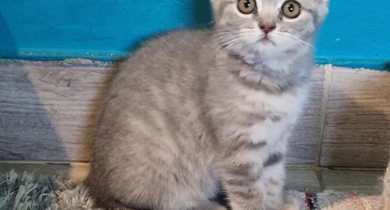 Brit rövidszőrű kis lány