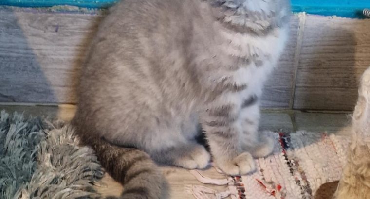 Brit rövidszőrű kis lány