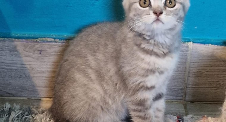 Brit rövidszőrű kis lány