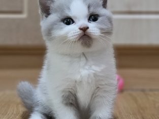 Lila harlequin kislány