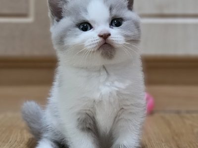 Lila harlequin kislány