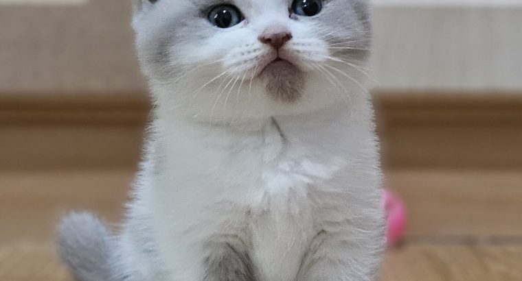 Lila harlequin kislány