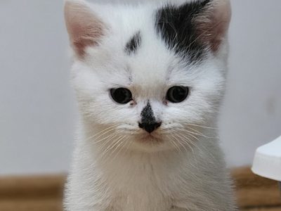 Fekete harlequin kisfiú