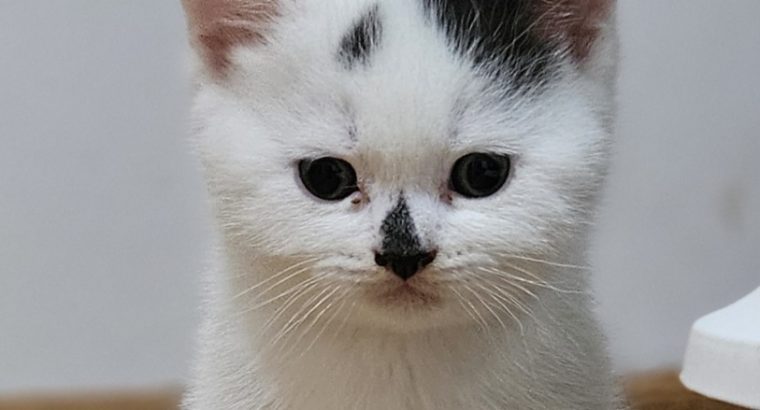 Fekete harlequin kisfiú