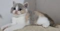 Lila tortie fehérrel