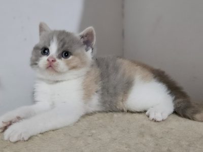 Lila tortie fehérrel