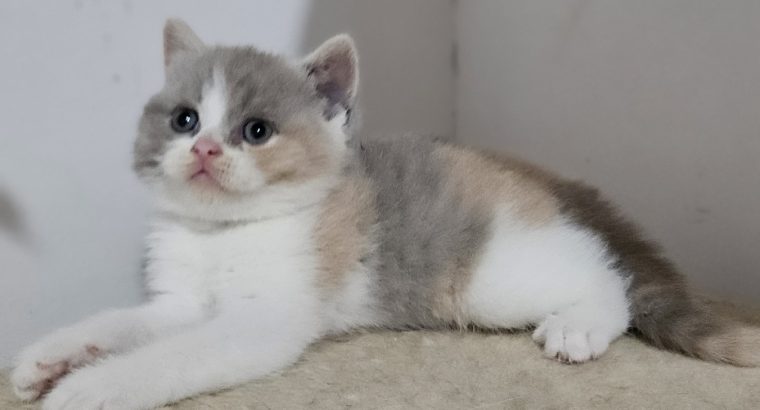Lila tortie fehérrel