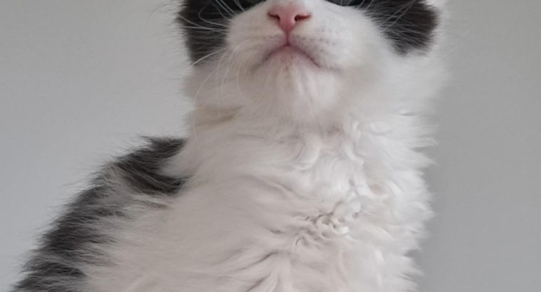 Happy Big Paws Jamie