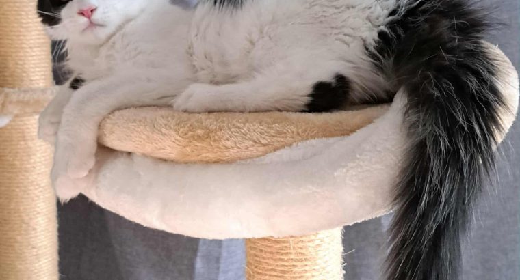 Happy Big Paws Jamie