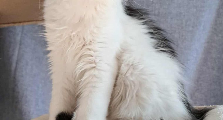 Happy Big Paws Jamie