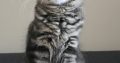Erzsébet Kincse Heléna Maine Coon k