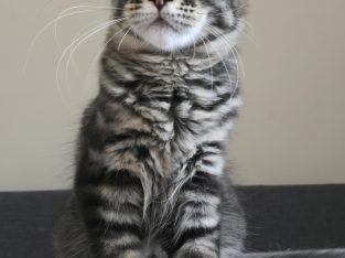 Erzsébet Kincse Heléna Maine Coon k