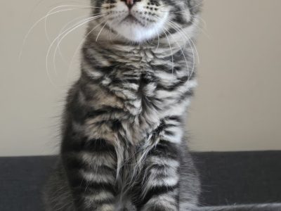 Erzsébet Kincse Heléna Maine Coon k
