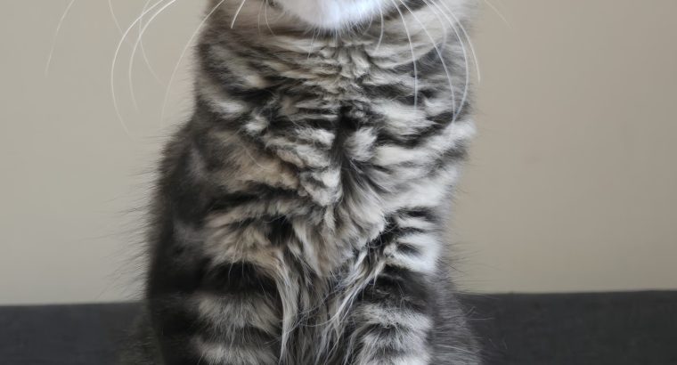 Erzsébet Kincse Heléna Maine Coon k