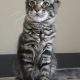 Erzsébet Kincse Heléna Maine Coon k