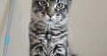 Erzsébet Kincse Heléna Maine Coon k