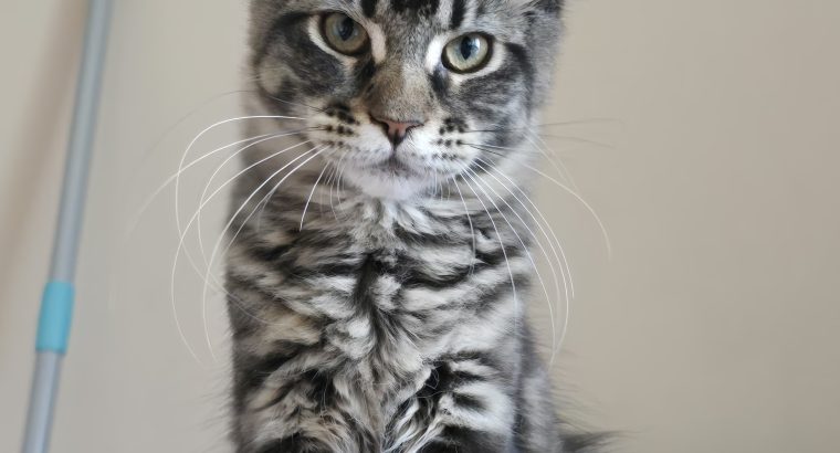 Erzsébet Kincse Heléna Maine Coon k