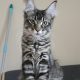 Erzsébet Kincse Heléna Maine Coon k