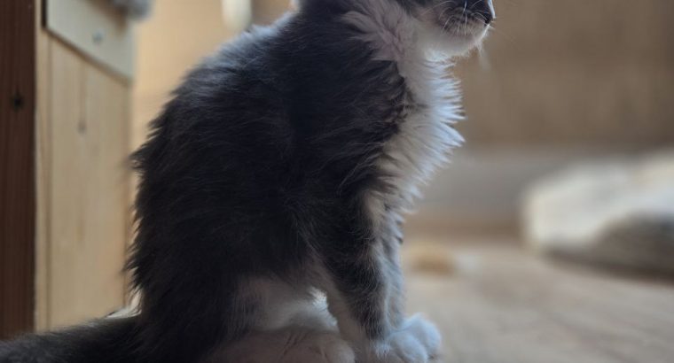 Lola
