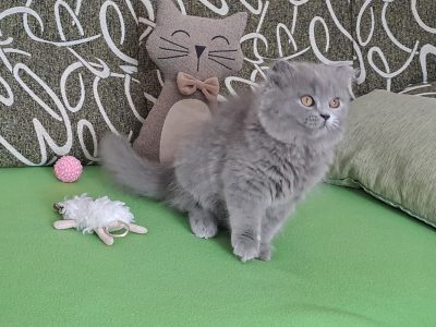 Skót lógó fülű hosszúszőrű kisfiú