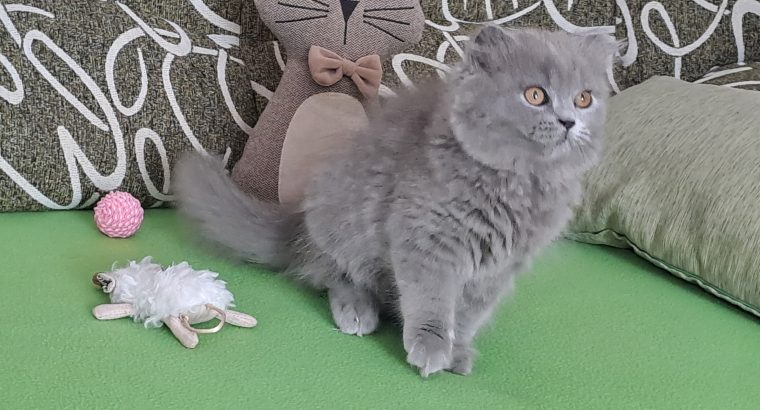Skót lógó fülű hosszúszőrű kisfiú