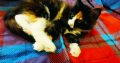 Bóbita maine coon kislány