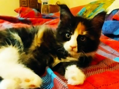 Bóbita maine coon kislány