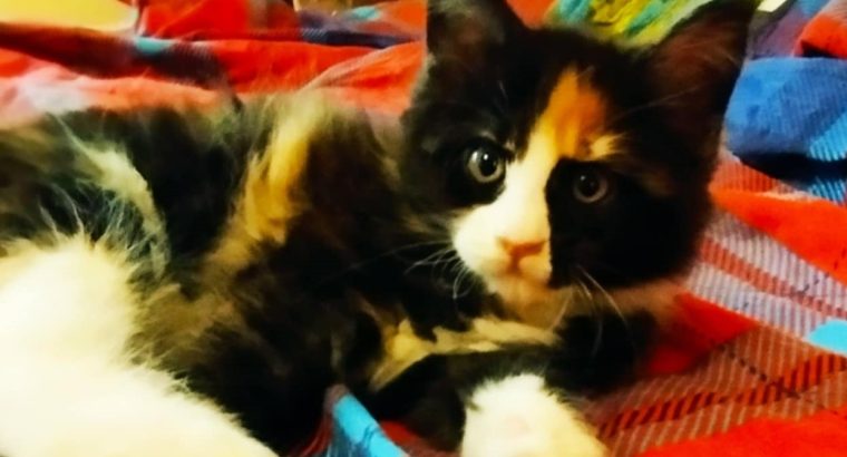 Bóbita maine coon kislány