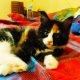 Bóbita maine coon kislány