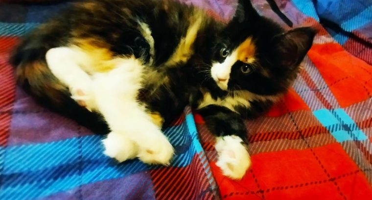 Bóbita maine coon kislány