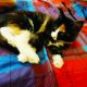 Bóbita maine coon kislány
