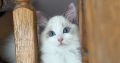 Blue bicolor Ragdoll kandúr eladó
