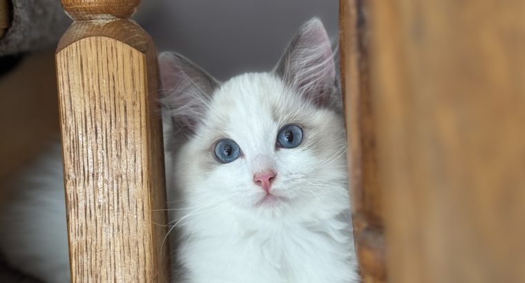 Blue bicolor Ragdoll kandúr eladó