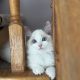 Blue bicolor Ragdoll kandúr eladó