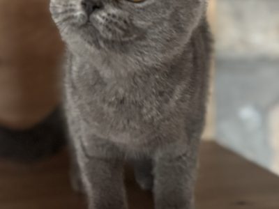 Brit kislány