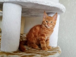 Starlet Erik vörös kandúrka