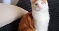 Soma maine coon kandúrka