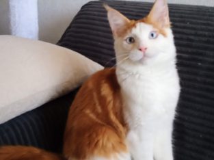 Soma maine coon kandúrka