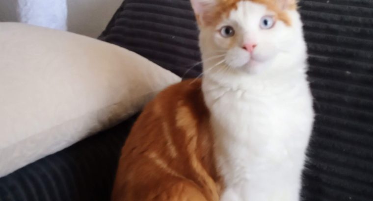 Soma maine coon kandúrka