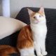 Soma maine coon kandúrka