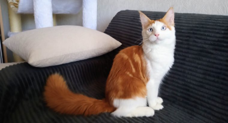 Soma maine coon kandúrka