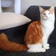Soma maine coon kandúrka