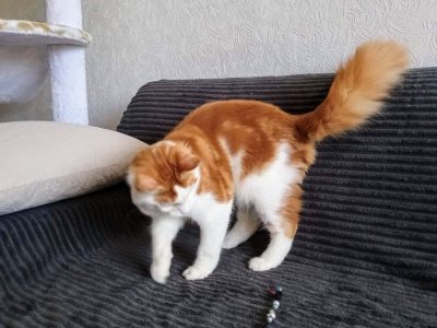 Soma maine coon kandúrka