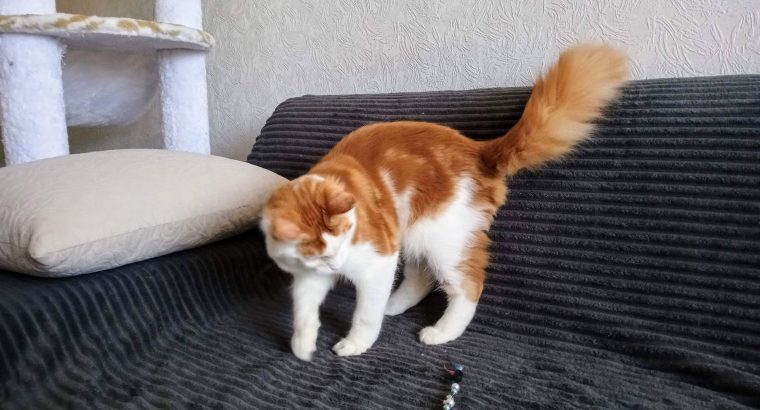 Soma maine coon kandúrka