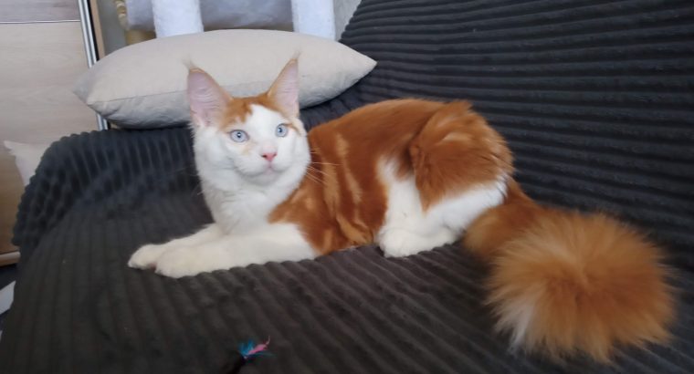 Soma maine coon kandúrka
