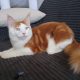 Soma maine coon kandúrka